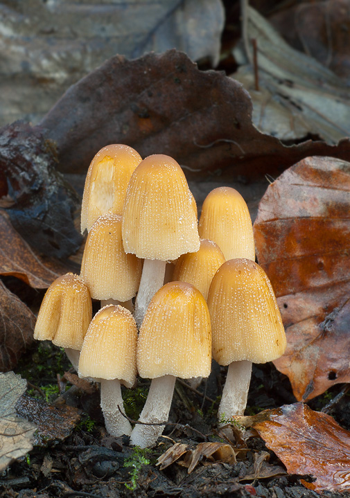 hnojník ligotavý  Coprinellus micaceus (Bull.) Vilgalys, Hopple & Jacq. Johnson