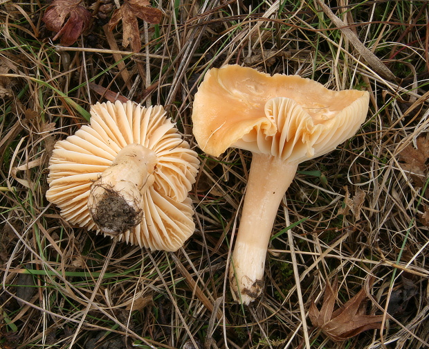 lúčnica statná Cuphophyllus pratensis (Fr.) Bon