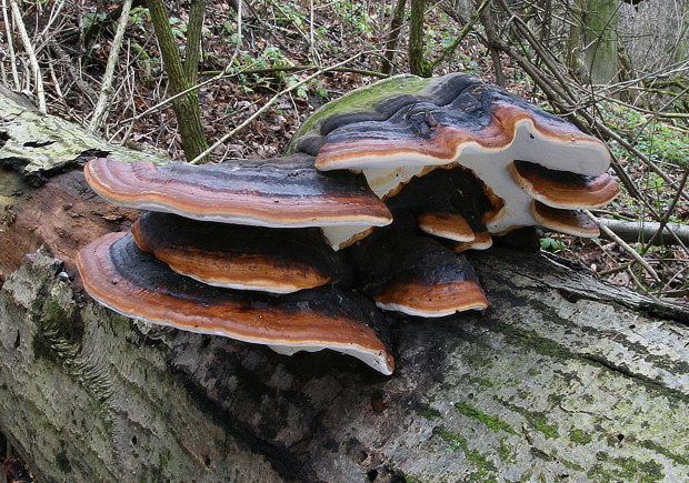 práchnovček pásikavý Fomitopsis pinicola (Sw.) P. Karst.