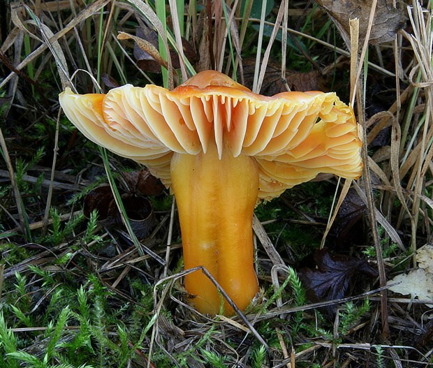 lúčnica granátovočervená Hygrocybe punicea (Fr.) P. Kumm.