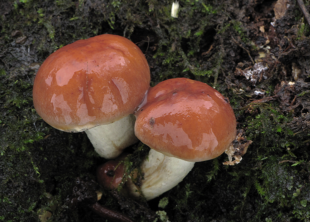 strapcovka Hypholoma sp.