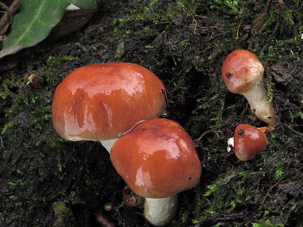 strapcovka Hypholoma sp.