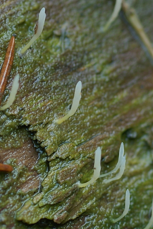 lentária slizká Multiclavula mucida (Pers.) R.H. Petersen