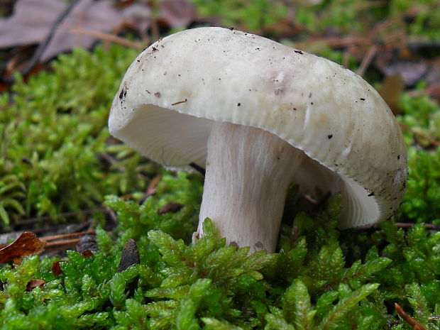 plávka Russula sp.