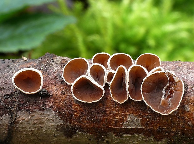 škľabka plstnatá Schizophyllum amplum (Lév.) Nakasone