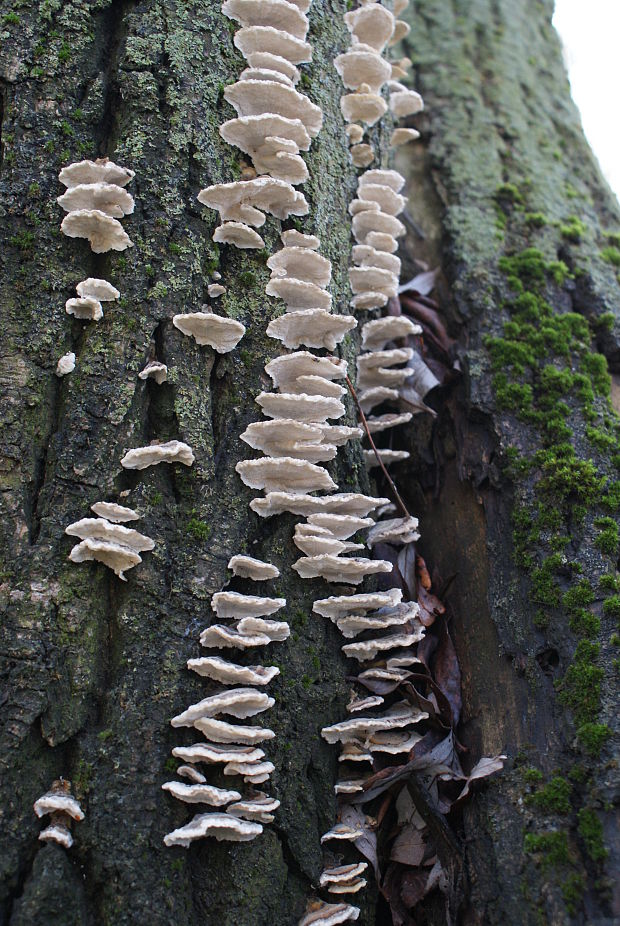 trúdikovec pestrý Trametes versicolor (L.) Lloyd