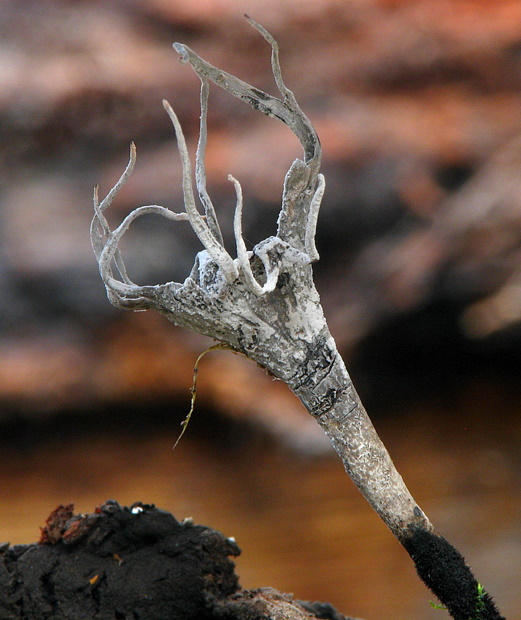 drevnatec parohatý Xylaria hypoxylon (L.) Grev.