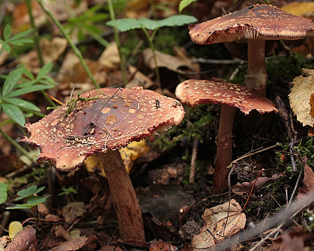 muchotrávka červenkastá Amanita rubescens Pers.