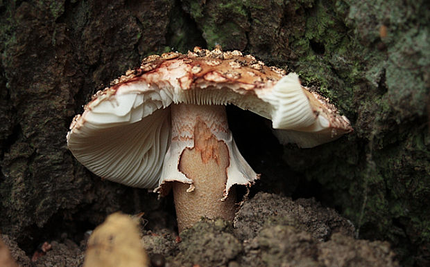 muchotrávka červenkastá Amanita rubescens Pers.