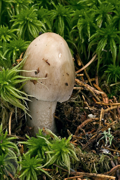 muchotrávka pošvatá Amanita vaginata (Bull.) Lam.