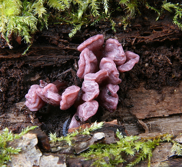 vrtidlovka veľkovýtrusná Ascocoryne cylichnium (Tul.) Korf