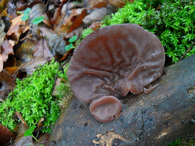 uchovec bazový Auricularia auricula-judae (Bull.) Quél.