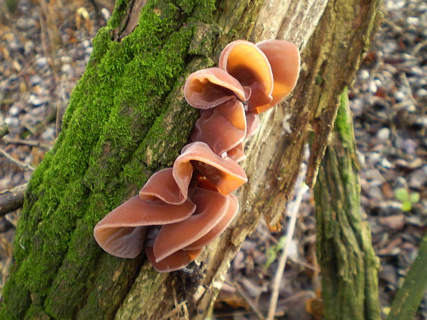 uchovec bazový Auricularia auricula-judae (Bull.) Quél.