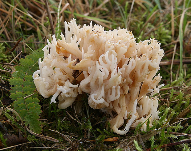 konárovka hrebenitá Clavulina coralloides (L.) J. Schröt.