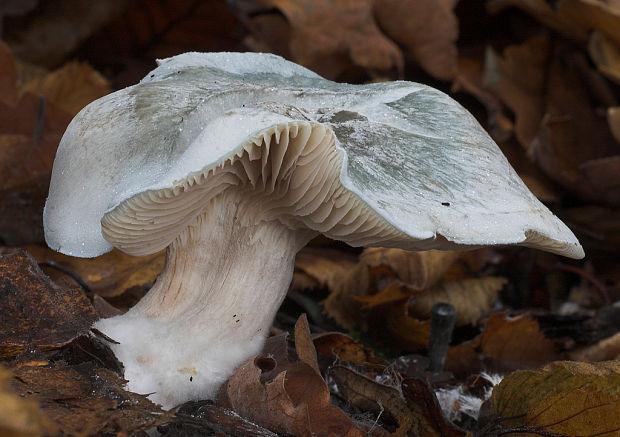 strmuľka anízová Clitocybe odora (Bull.) P. Kumm.