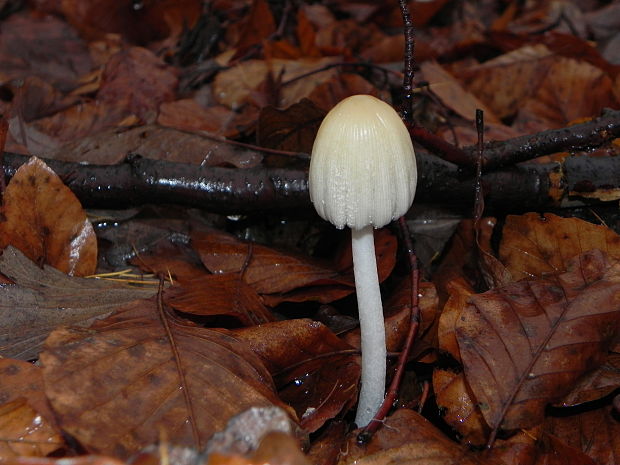 hnojník ligotavý Coprinellus micaceus (Bull.) Vilgalys, Hopple & Jacq. Johnson