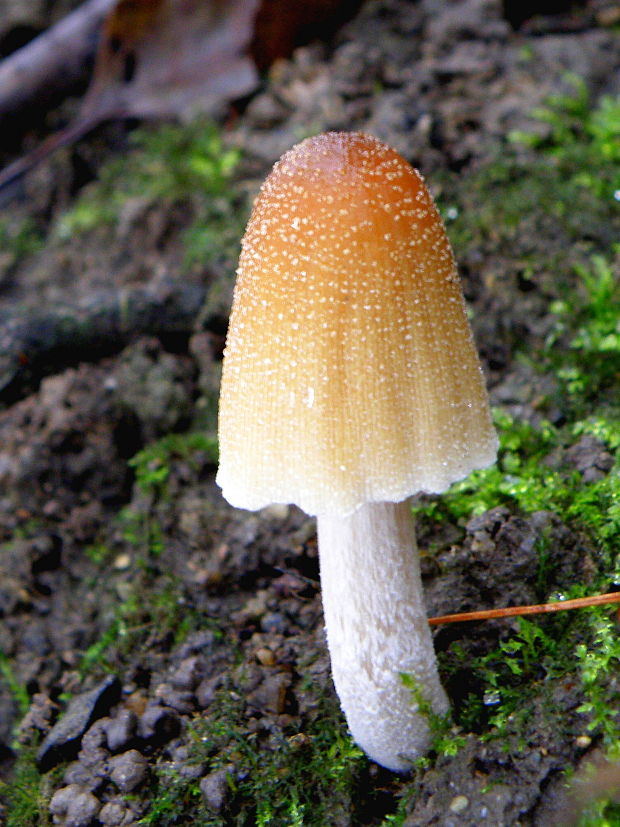 hnojník ligotavý Coprinellus micaceus (Bull.) Vilgalys, Hopple & Jacq. Johnson