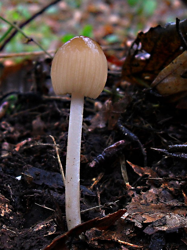 hnojník Coprinus sp.