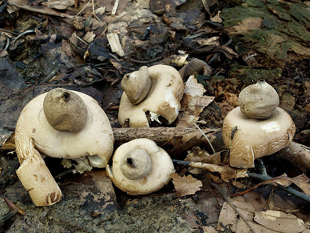 hviezdovka strapkatá Geastrum fimbriatum Fr.