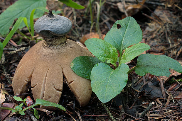 hviezdovka dlhokrčková Geastrum pectinatum Pers.