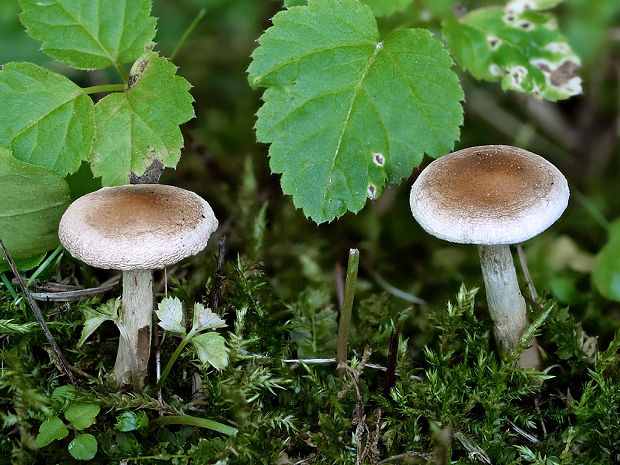 slzivka zakrpatená Hebeloma pusillum J.E. Lange