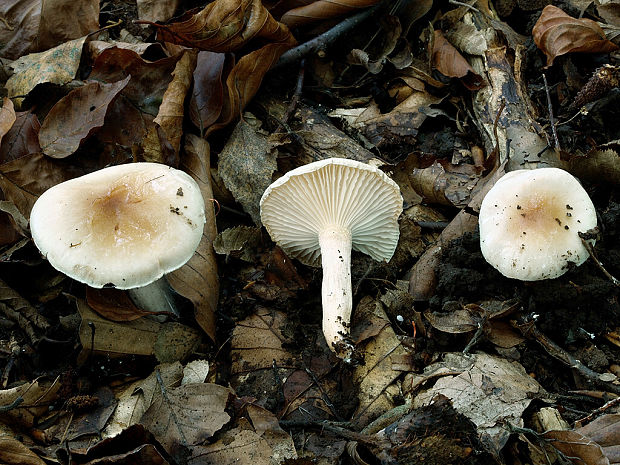 šťavnačka Lindtnerova Hygrophorus cf. lindtneri M.M. Moser