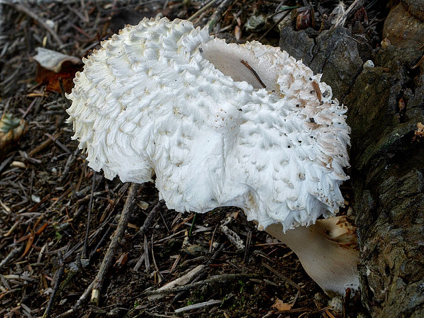 bedľa hustošupinatá Leucoagaricus nympharum (Kalchbr.) Bon