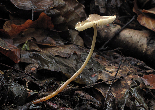 prilbička Mycena sp.