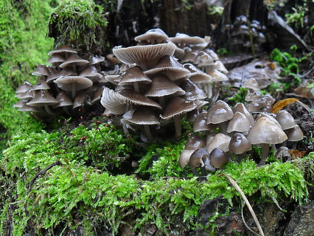 prilbička hnedosivá Mycena tintinnabulum (Paulet) Quél.