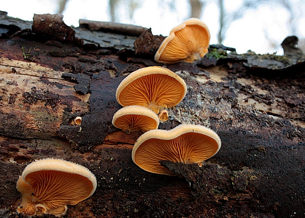 hlivník hniezdovitý Phyllotopsis nidulans (Pers.) Singer