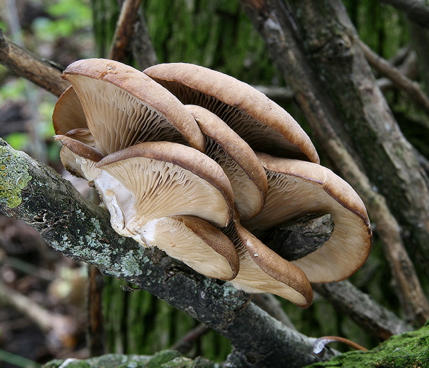 hliva ustricovitá Pleurotus ostreatus (Jacq.) P. Kumm.