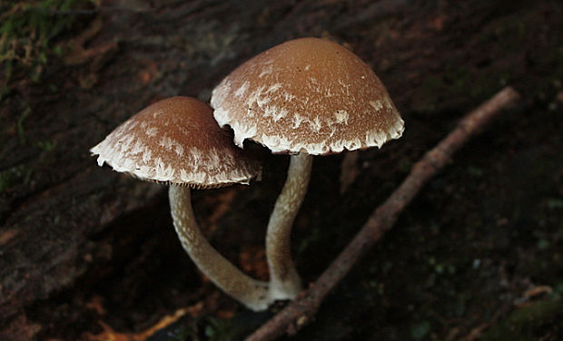 drobuľka páperistá Psathyrella pennata (Fr.) A. Pearson & Dennis