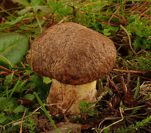 masliak duglaskový Suillus lakei (Murrill) A.H. Sm. & Thiers