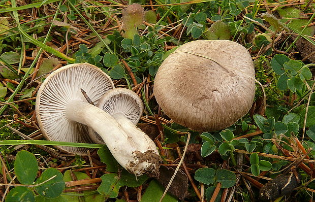 čírovka Tricholoma sp.