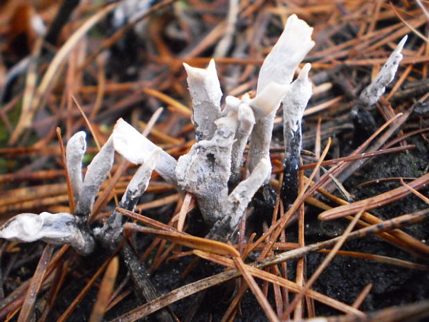 drevnatec parohatý Xylaria hypoxylon (L.) Grev.