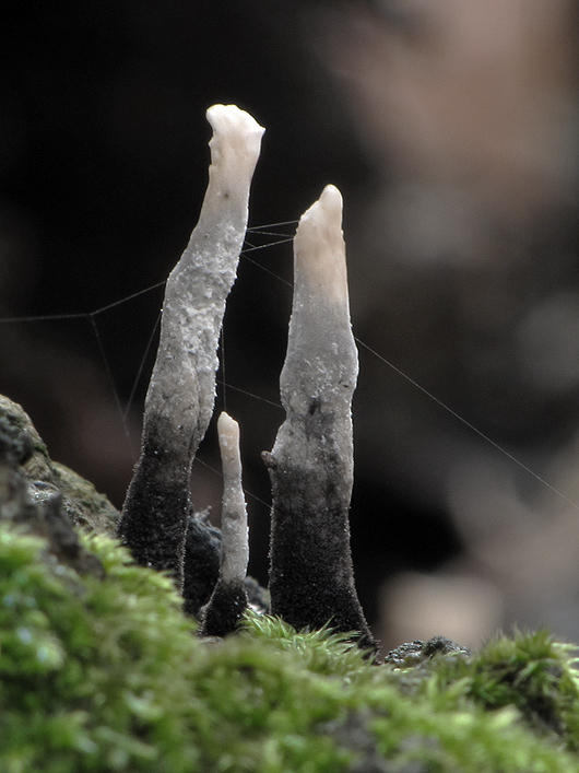 drevnatec parohatý Xylaria hypoxylon (L.) Grev.