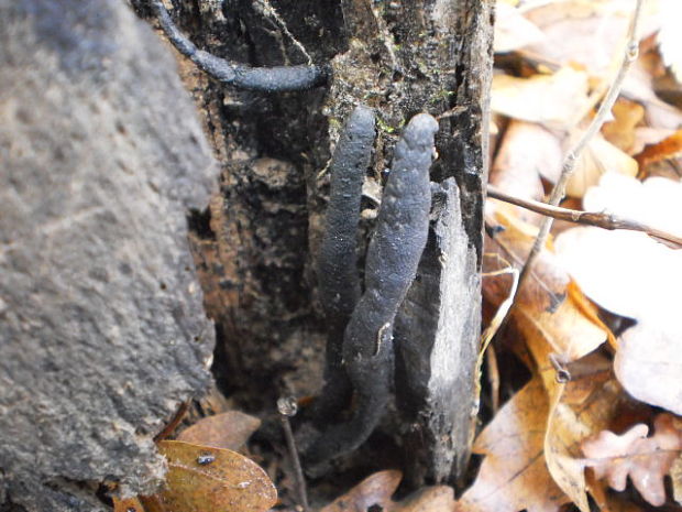 drevnatec štíhly Xylaria longipes Nitschke