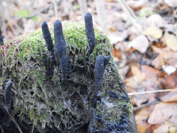 drevnatec štíhly Xylaria longipes Nitschke