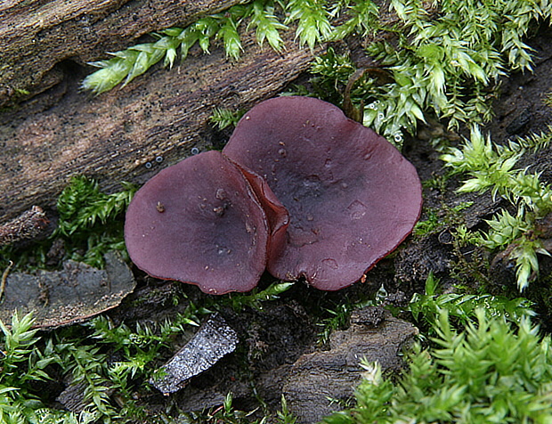 vrtidlovka veľkovýtrusná Ascocoryne cylichnium (Tul.) Korf