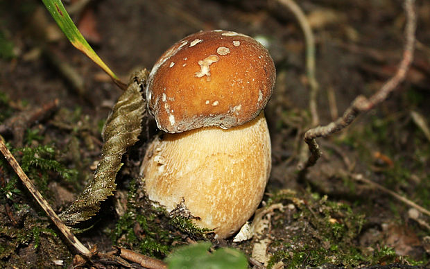 hríb dubový Boletus reticulatus Schaeff.