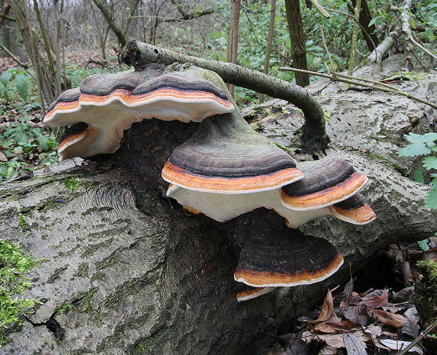 práchnovček pásikavý Fomitopsis pinicola (Sw.) P. Karst.