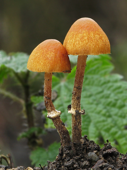 kapucňovka okrovohnedastá Galerina marginata (Batsch) Kühner