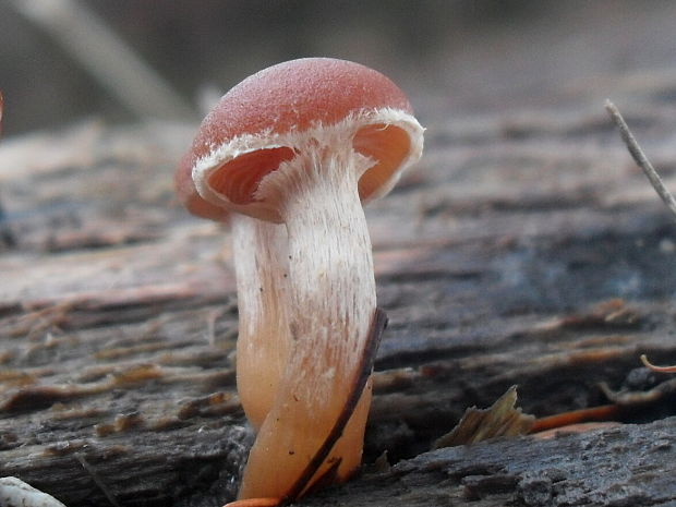 kapucňovka Galerina sp.