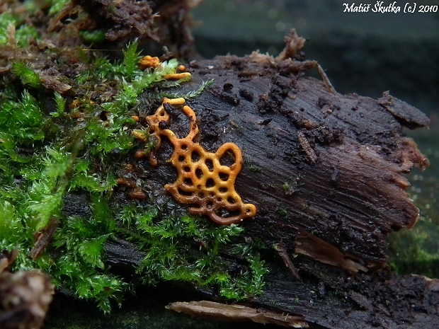 slizovka Hemitrichia serpula (Scop.) Rostaf.