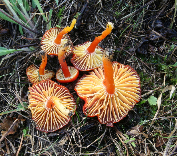 lúčnica šarlátová Hygrocybe coccinea (Schaeff.) P. Kumm.