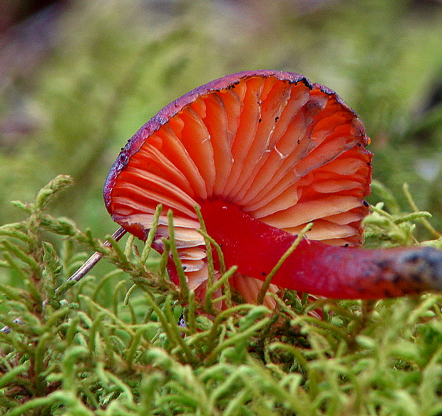 lúčnica kužeľovitá Hygrocybe conica (Schaeff.) P. Kumm.