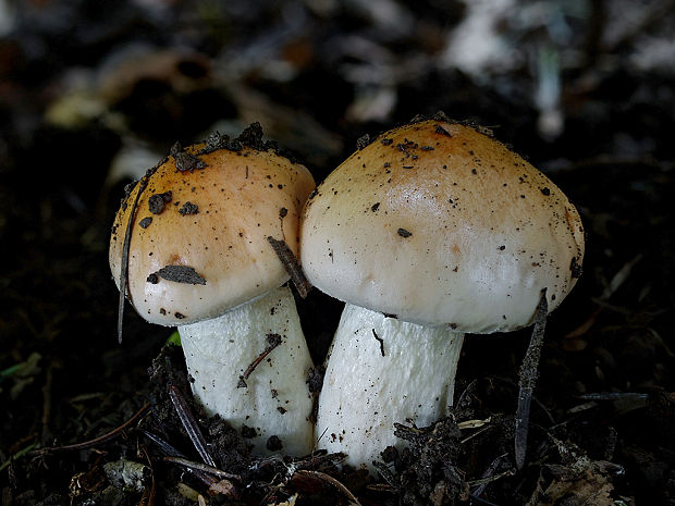 šťavnačka oranžová Hygrophorus abieticola Krieglst. ex Gröger & Bresinsky