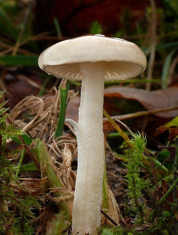 šťavnačka Hygrophorus sp.