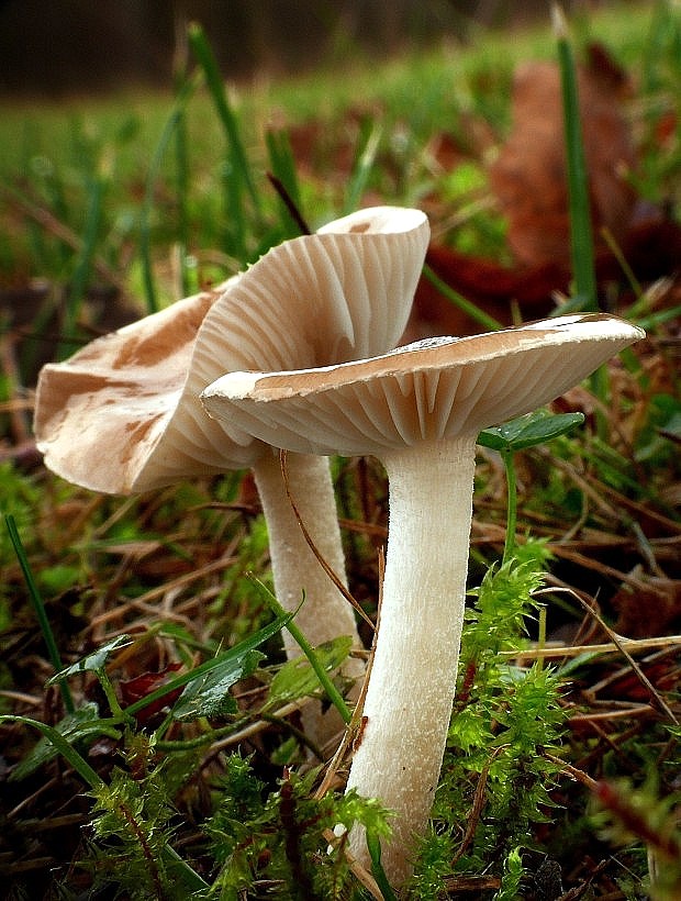 šťavnačka Hygrophorus sp.