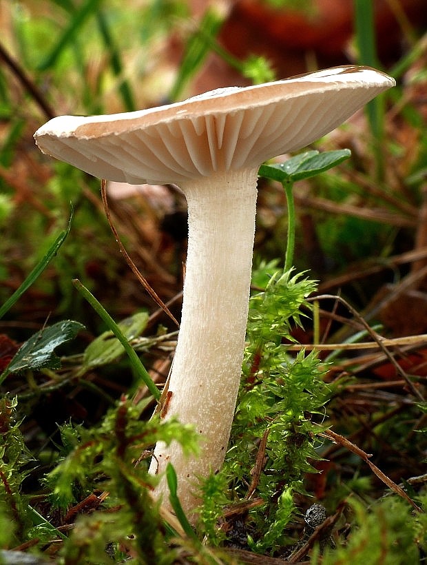 šťavnačka Hygrophorus sp.